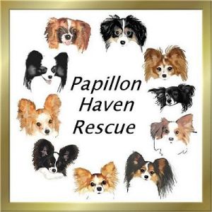 papillon rescue haven catc arkansas