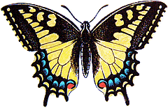 Swallowtail Butterfly Sponsorship