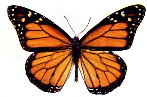 >Monarch Butterfly Sponsorship