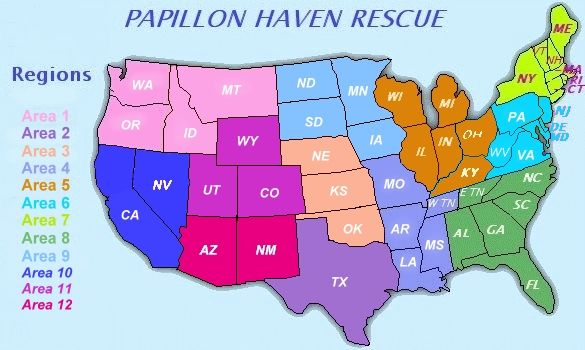 papillon haven rescue